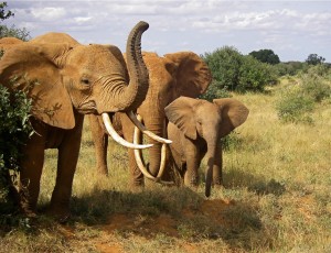Elephants. All photos copyright © Tom Bennigson/Open Heart Safari.