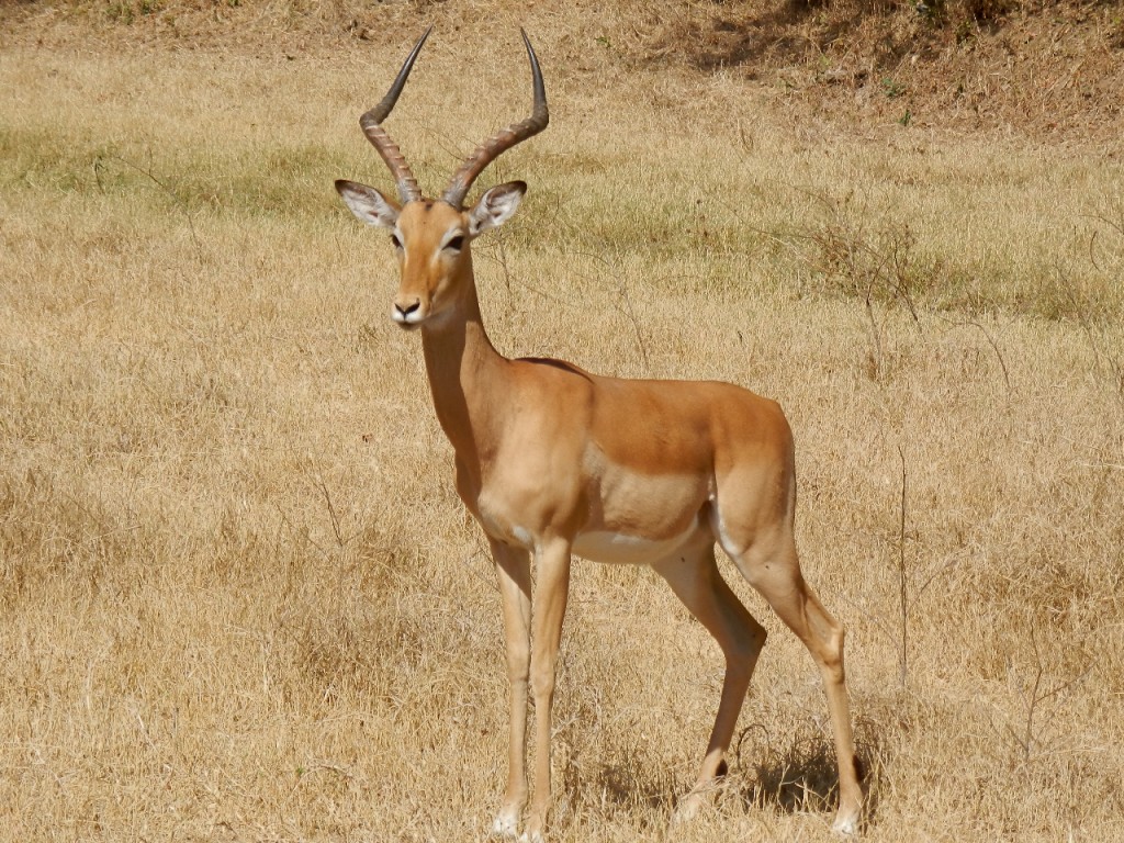 Male impala.