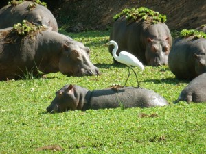Hippos with Bird