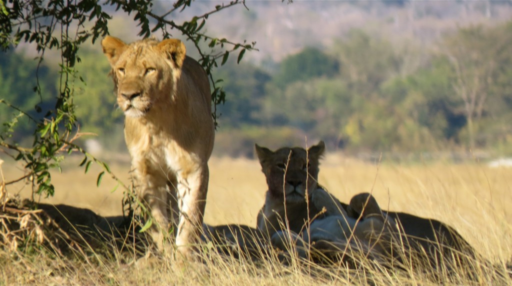 Lions. All photos copyright © Tom Bennigson/Open Heart Safari.