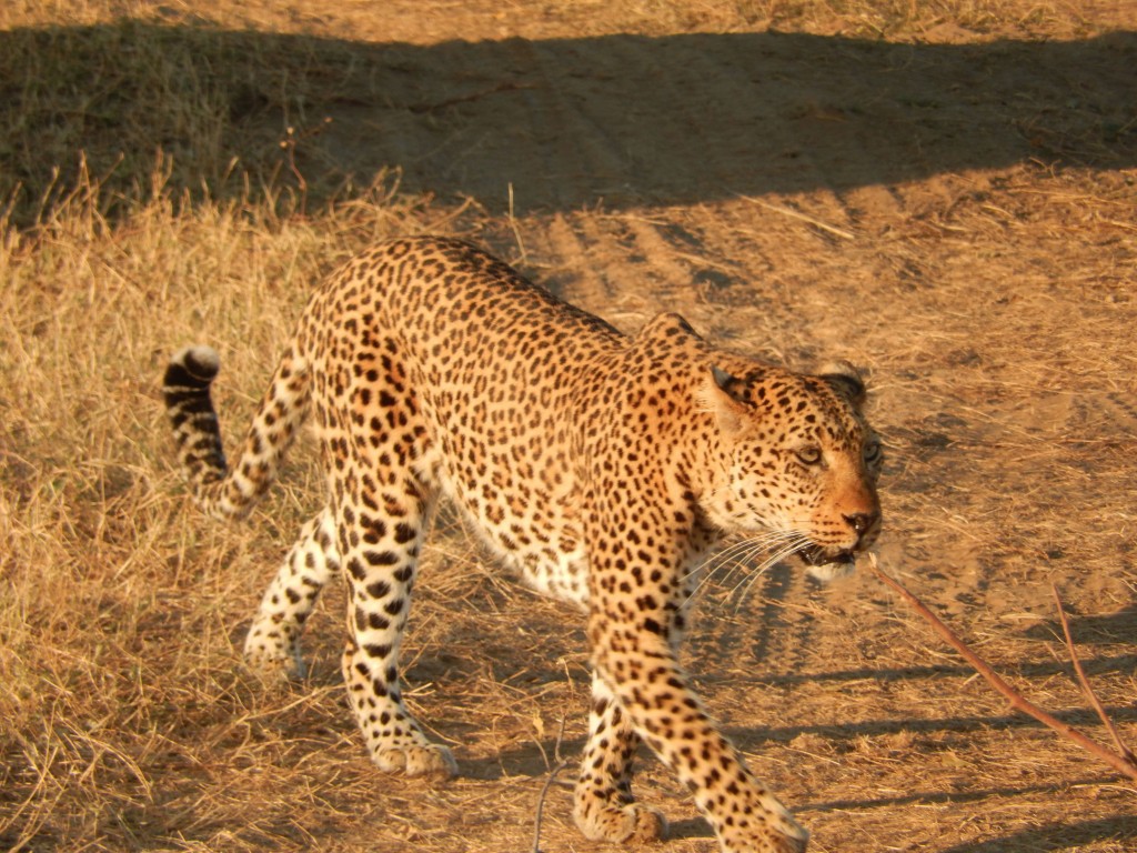 Leopard. All photos copyright © Tom Bennigson/Open Heart Safari.